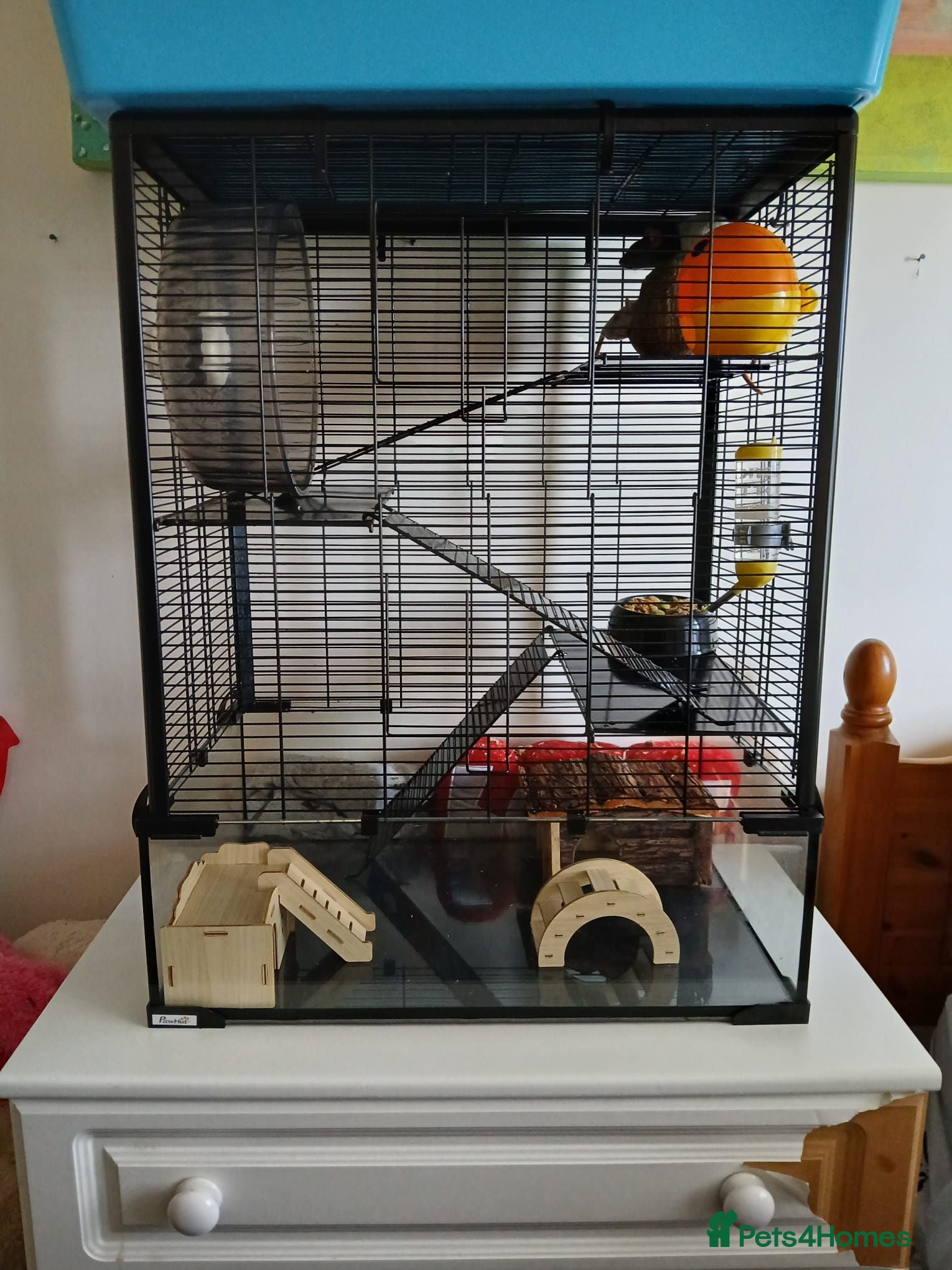 Rat rodents 2 rats, cage and extra - Advert 2