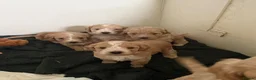 Cockapoo dogs for sale: F1 Cockerpoos  in Telford - Advert 16