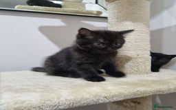 British Shorthair cats for sale: British short hair kitten  - Image 9