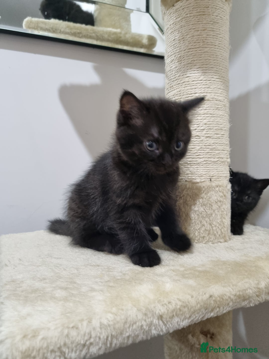 British Shorthair cats for sale: British short hair kitten  - Image 9