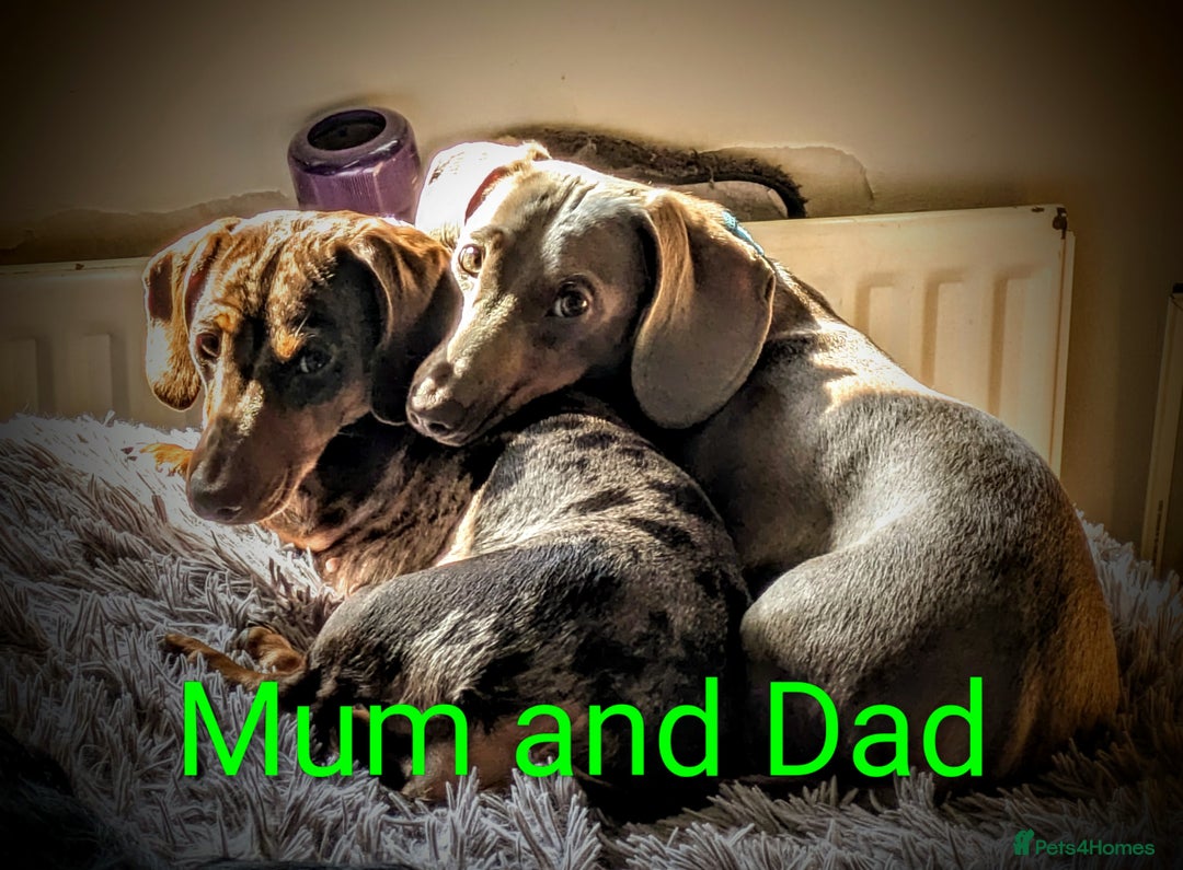 Miniature Dachshund dogs for sale: Miniature Dachshund Puppies - Advert 3