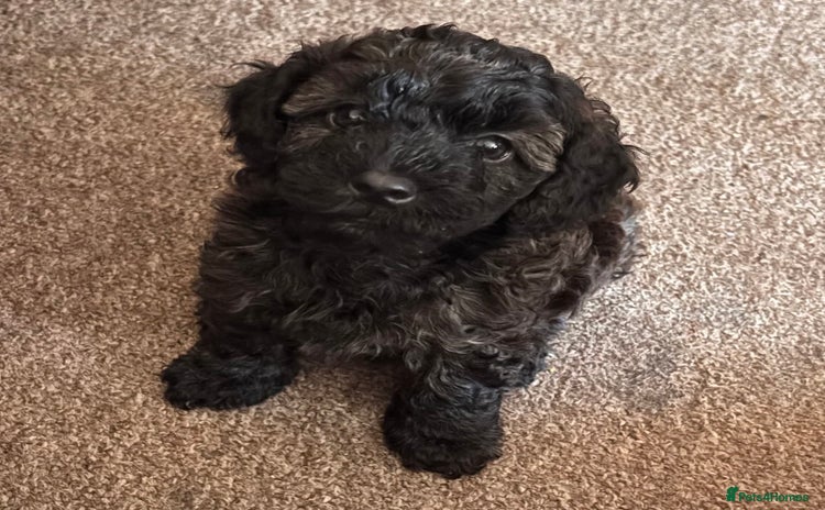 Yorkiepoo dogs - Advert 1