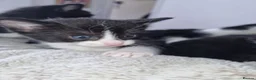 Domestic Shorthair cats for sale: Not vaccinated  - Advert 7
