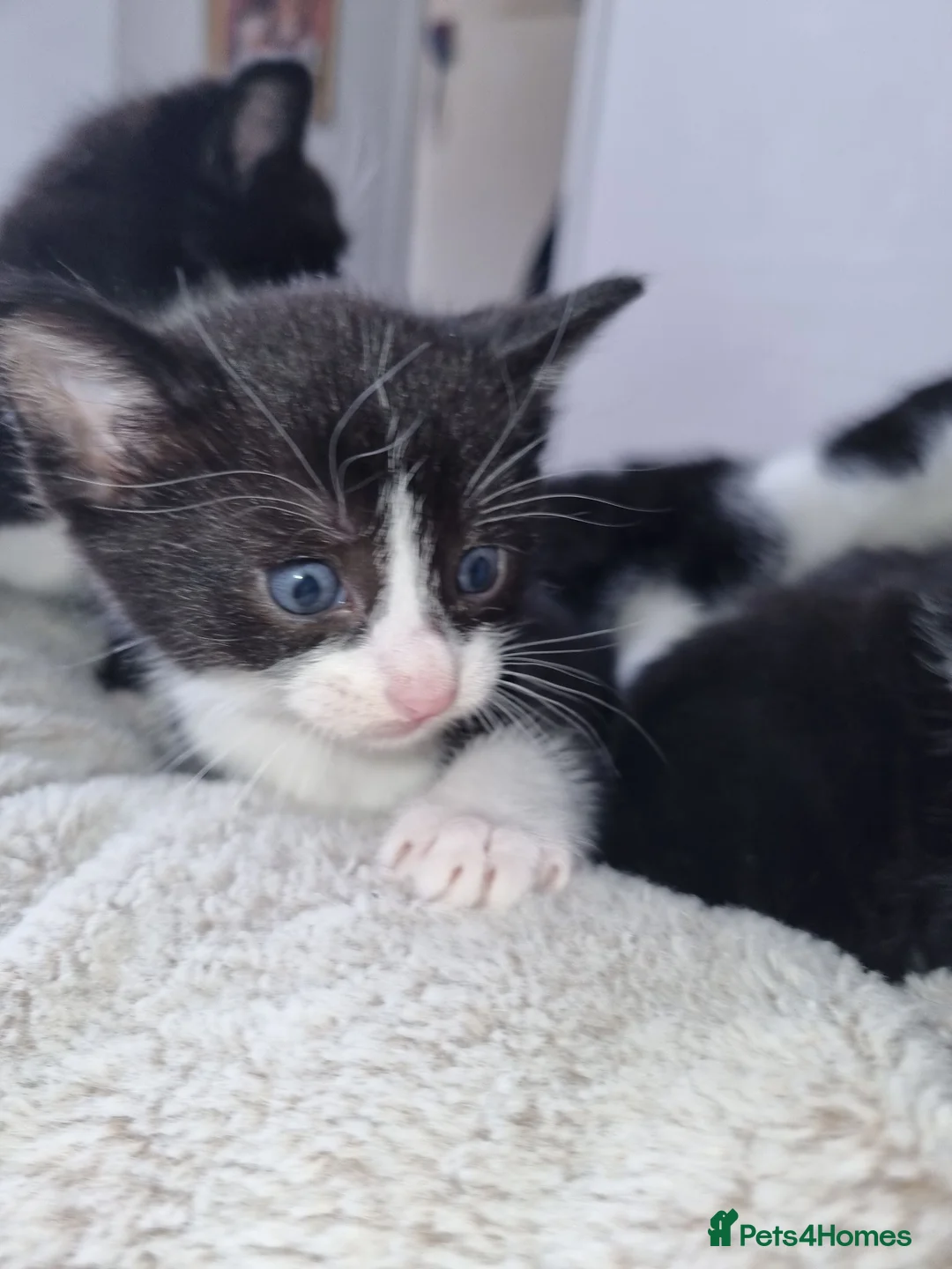 Domestic Shorthair cats for sale: Not vaccinated  - Advert 7
