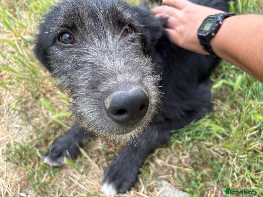 Mixed Breed dogs for adoption: TARMAC - a handsome young boy for a Loving Home - Image 4