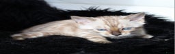 Bengal cats for sale: Stunning bengal kitten - Advert 4