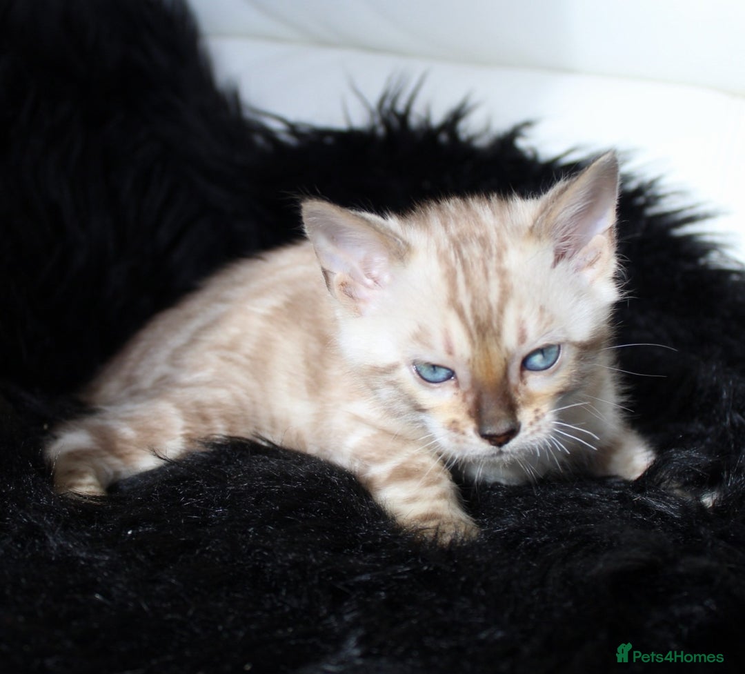Bengal cats for sale: Stunning bengal kittens - Image 4