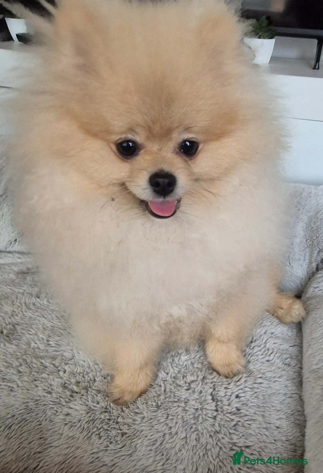 Pomeranian dogs for sale: 6 month old male pomeranian puppy - Advert 2