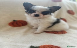Papillon dogs for sale: 2 Beautiful Pedigree Female Papillons  - Image 17