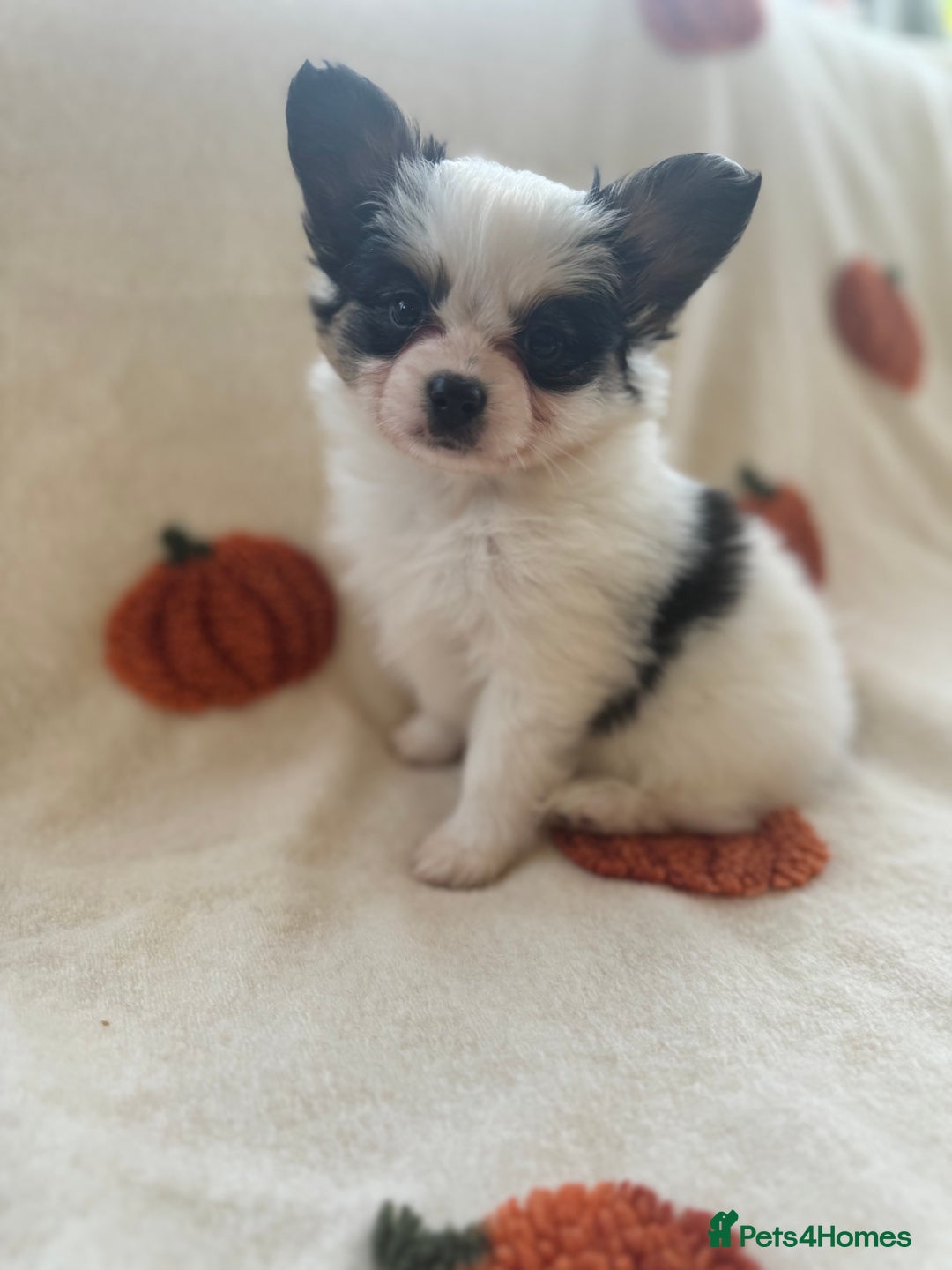 Papillon dogs for sale: 2 Beautiful Pedigree Female Papillons  - Image 17