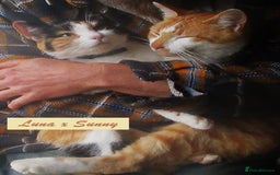 Mixed Breed cats for sale: Beautiful part siamese kittens  - Image 11