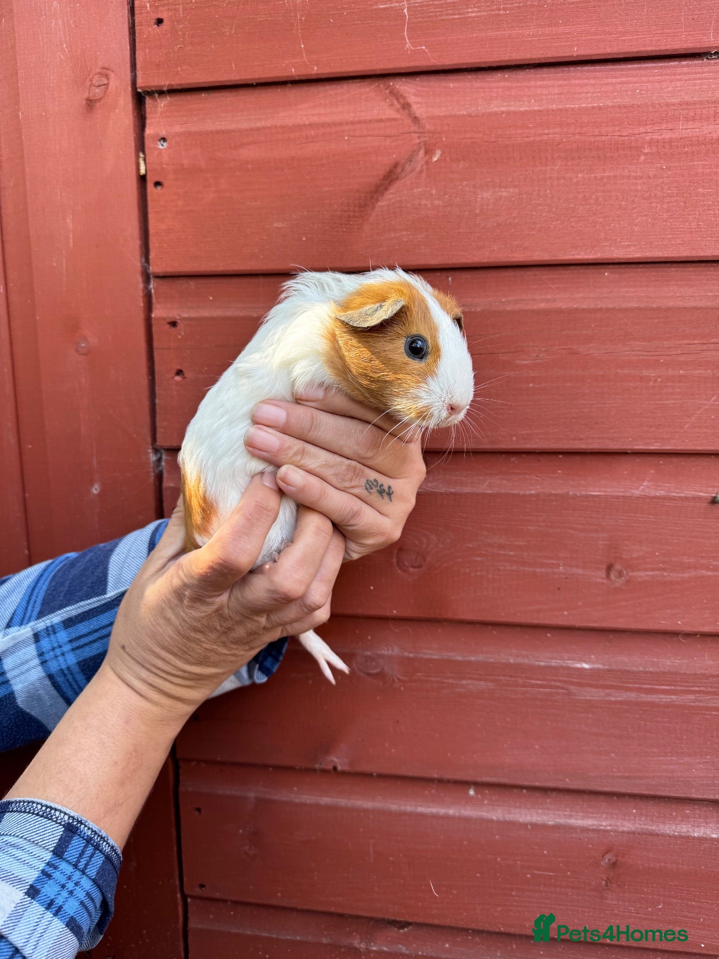 Guinea Pig rodents Female guinea pigs - Advert 2