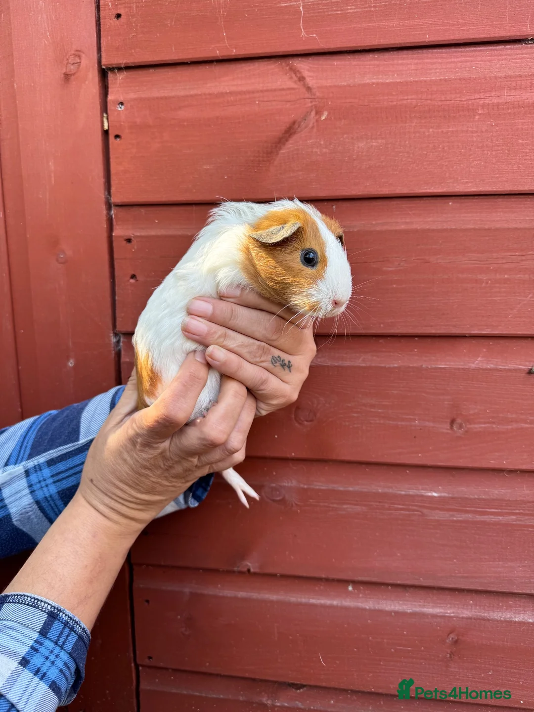 Guinea Pig rodents for sale: Female guinea pigs - Advert 2