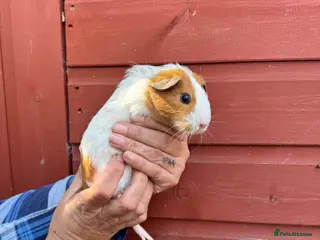 Guinea Pig rodents Female guinea pigs - Advert 2