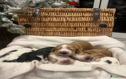 Cocker Spaniel dogs for sale: Show Type Cocker Spaniels Health Tested parent - Advert 3