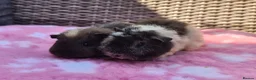 Guinea Pig rodents for sale: Beautiful sows and a pair of boars.  - Advert 5