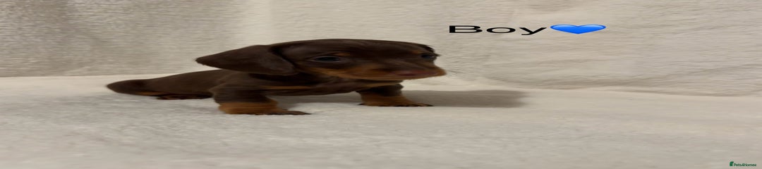 Dachshund Puppy 1