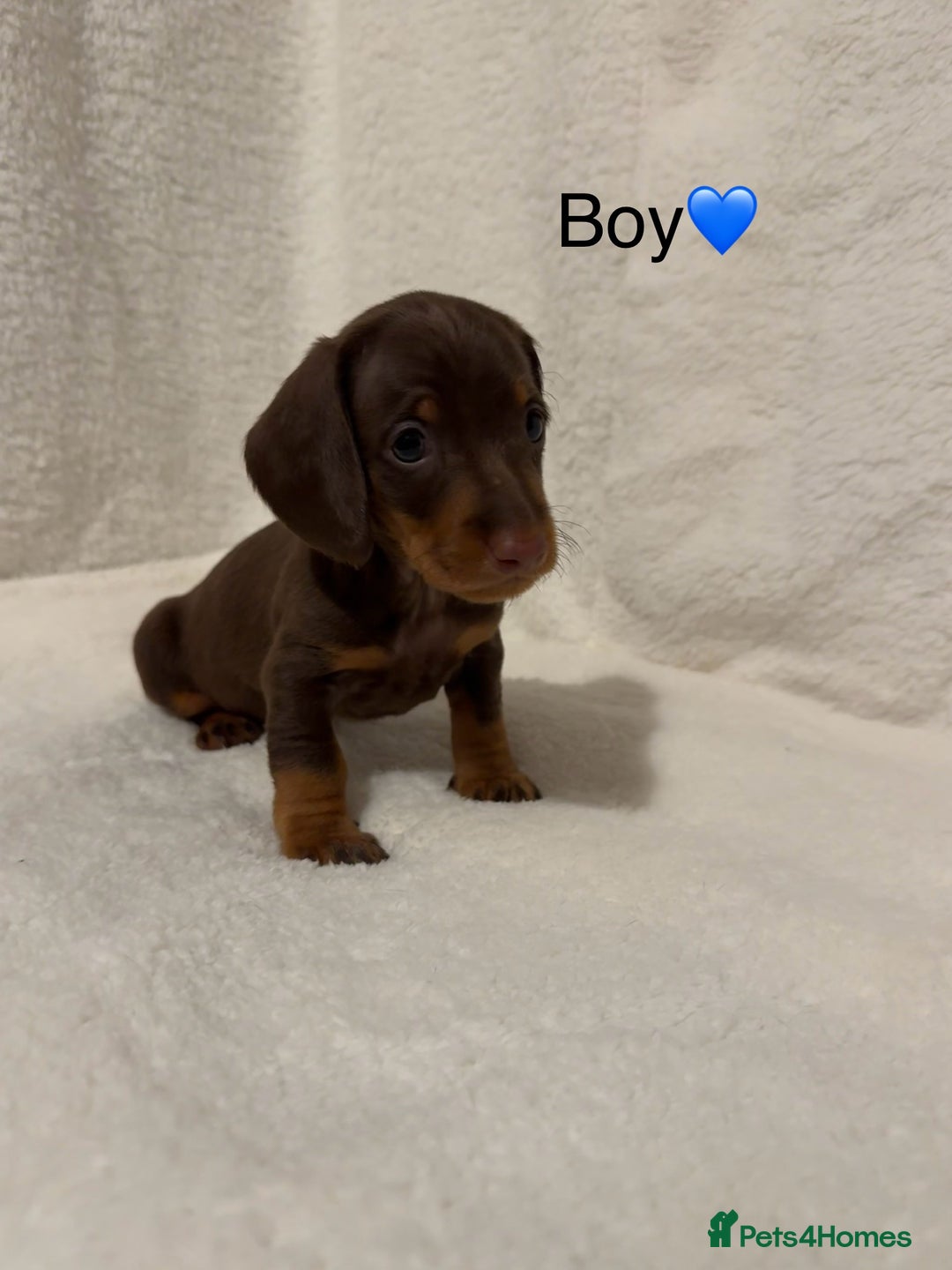 Dachshund dogs for sale: Dachshund puppies are Looking for Homes!  - Image 5