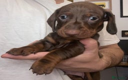 Dachshund dogs for sale: Standard Dachshund Puppies (KC registered) - Image 11