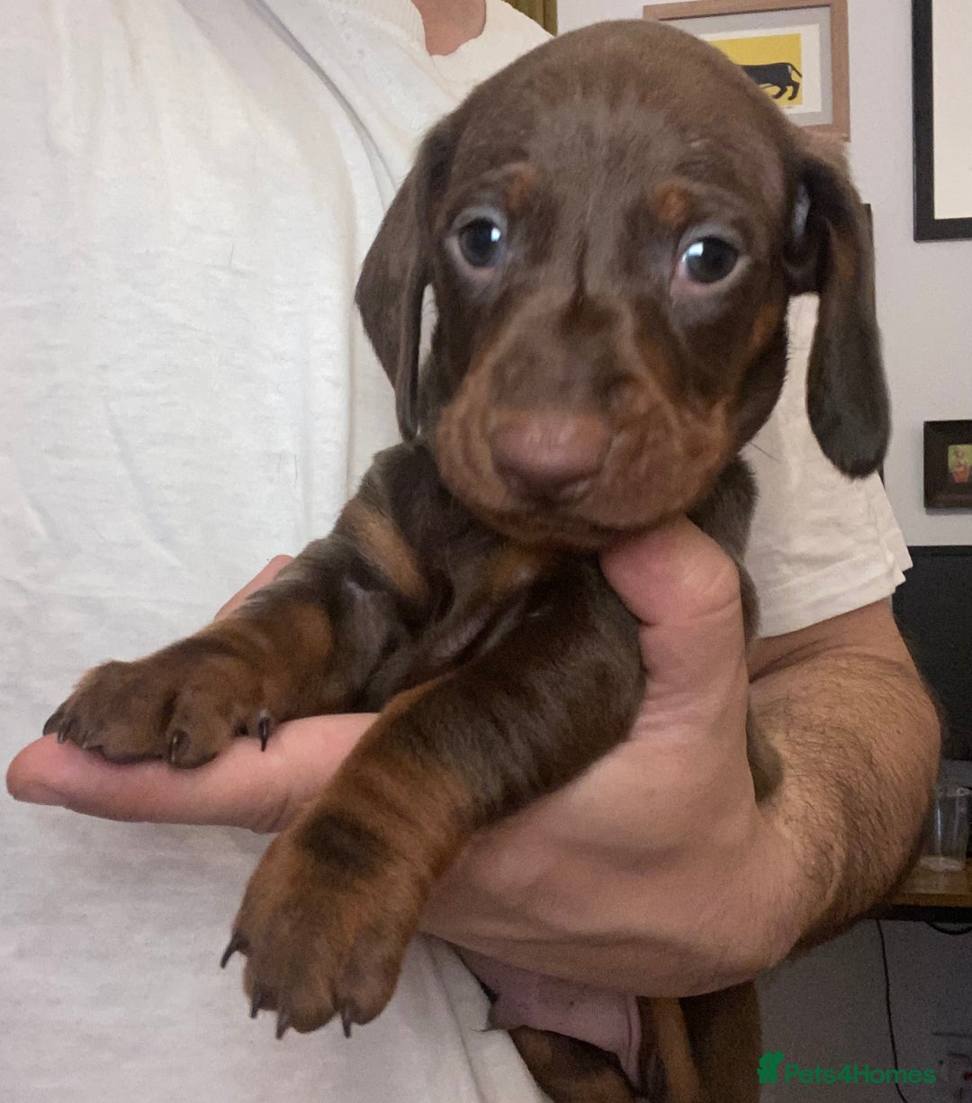Dachshund dogs for sale: Standard Dachshund Puppies (KC registered) - Image 11