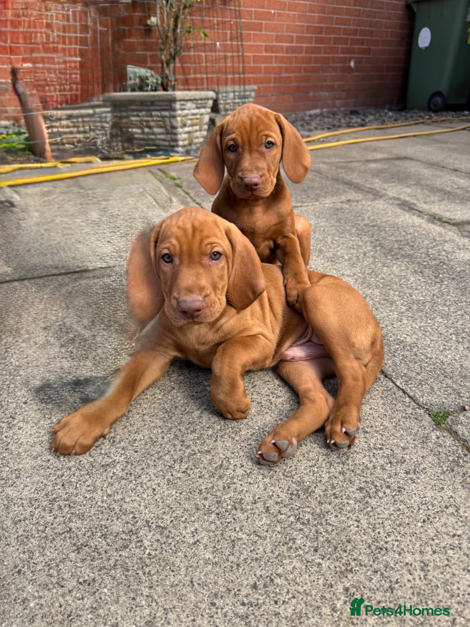 Hungarian Vizsla dogs KC Reg HV Pups, COI 1.3% ,Hip Scored For Sale - Advert 1
