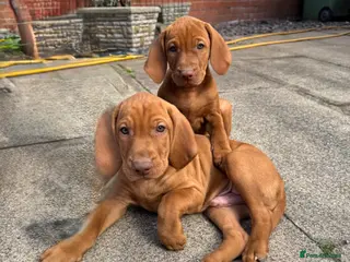 Hungarian Vizsla dogs KC Reg HV Pups, COI 1.3% ,Hip Scored, Ready Now - Advert 2