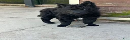 Mudi dogs for sale: KC registered Hungarian Mudi puppies  - Advert 30