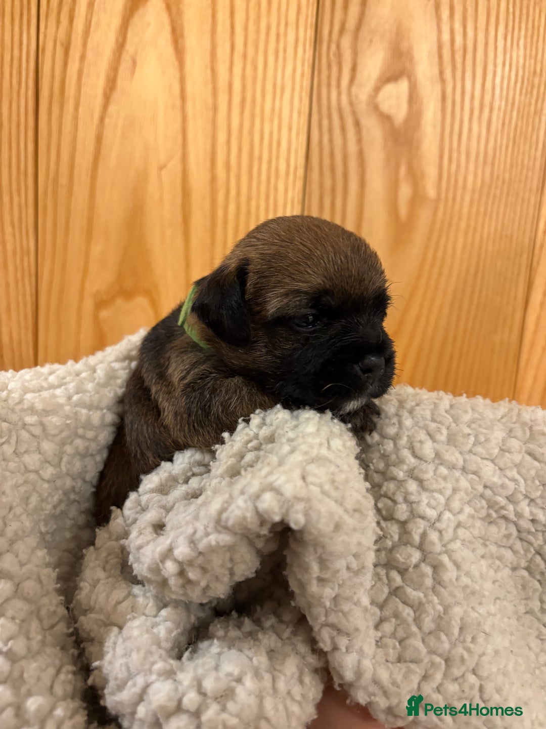 Border Terrier dogs for sale: Gorgeous Border Terrier Puppies looking for homes - Image 39