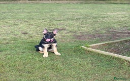German Shepherd dogs for sale: Nearly 6 month old german shephered female - Image 2