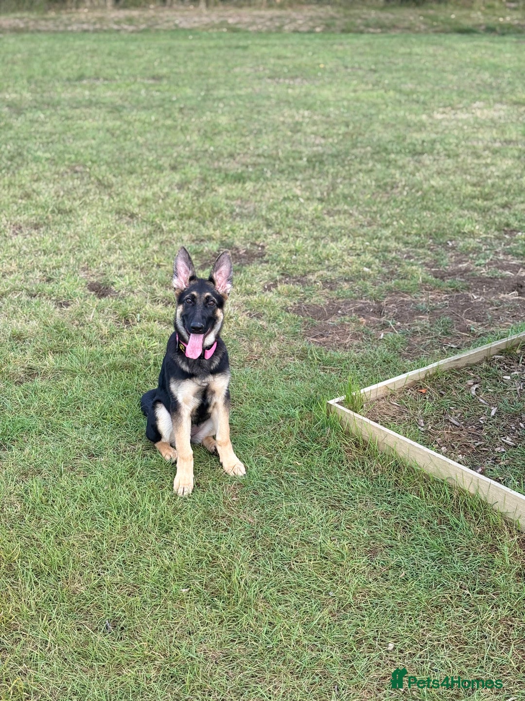 German Shepherd dogs for sale: Nearly 6 month old german shephered female - Image 2