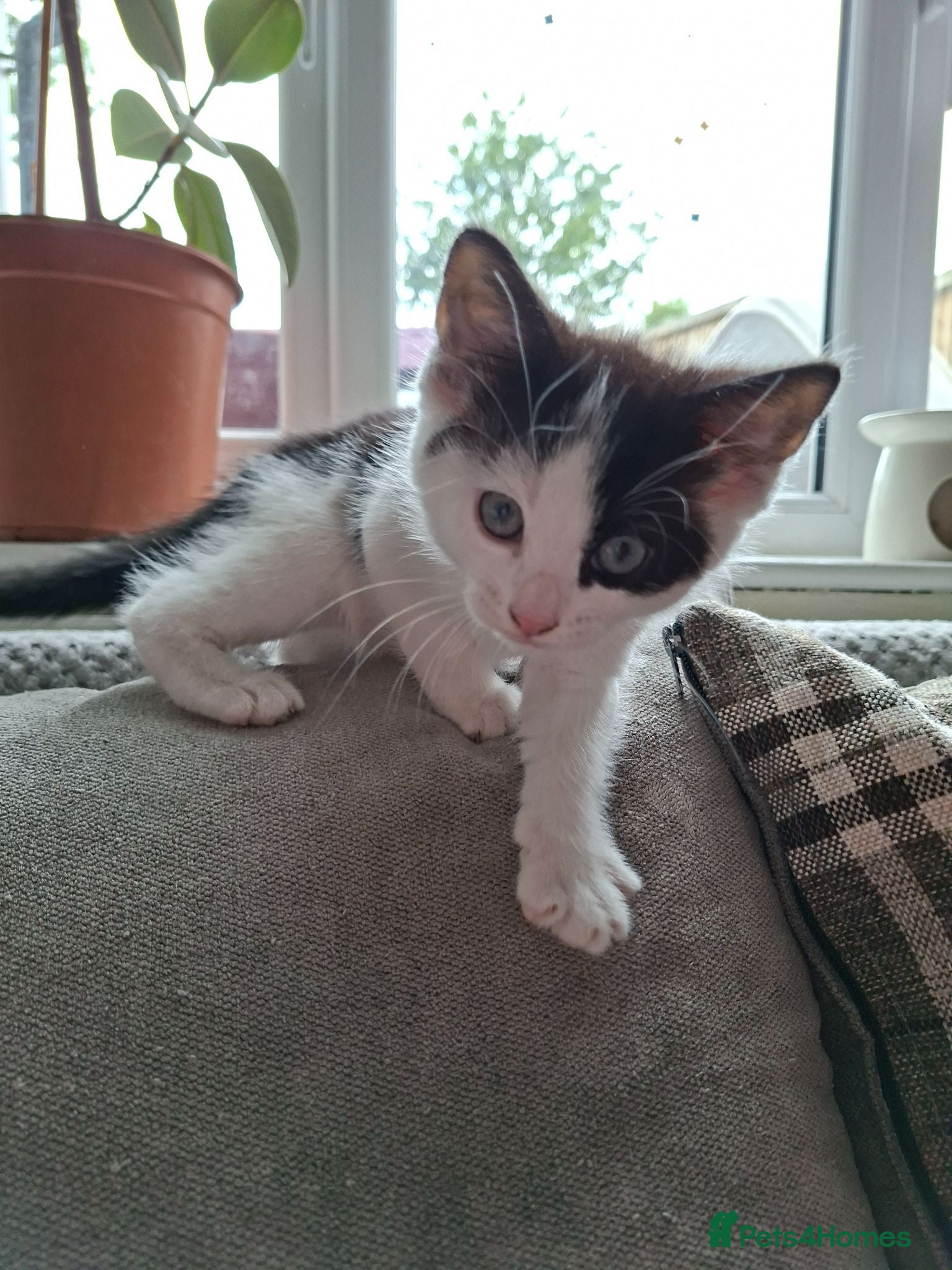 Mixed Breed cats Beautiful, Fully Litter-Trained Kittens Ready Now - Advert 14