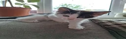 Mixed Breed cats for sale: Beautiful, Fully Litter-Trained Kittens Ready Now - Advert 10