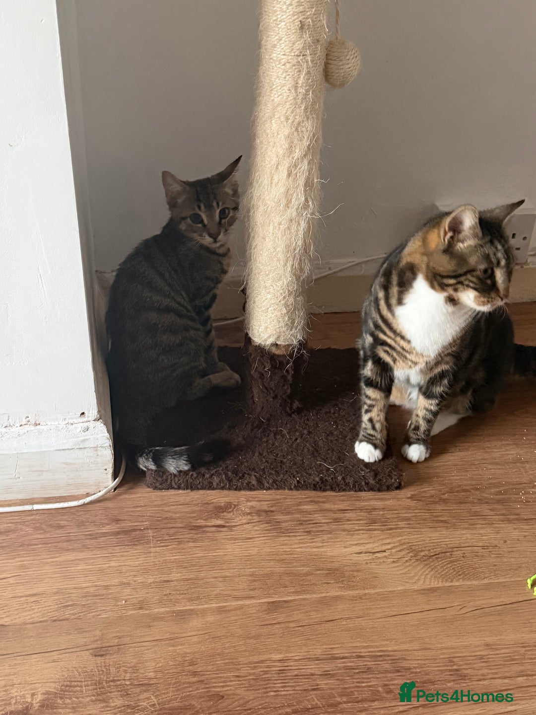 Mixed Breed cats for sale: Male kitten ready now - Advert 3