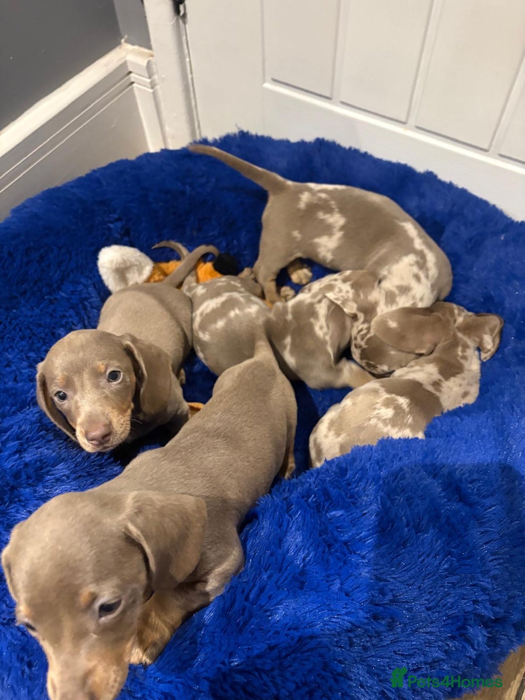 Miniature Dachshund dogs for sale: **MINIATURE DACHSHUND PUPPIES **  - Image 11