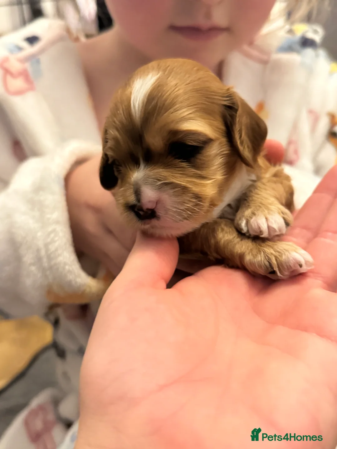 Cockapoo dogs for sale: ✨ Stunning F2 Cockapoo puppies for sale ✨ - Advert 5