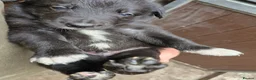 Border Collie dogs for sale: Border Collie Pups - Advert 7