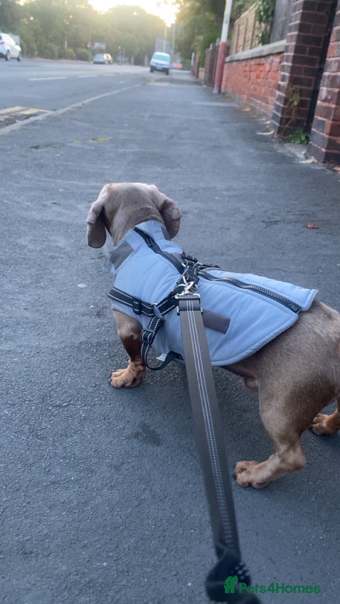 Dachshund dogs Male & female  - Advert 13