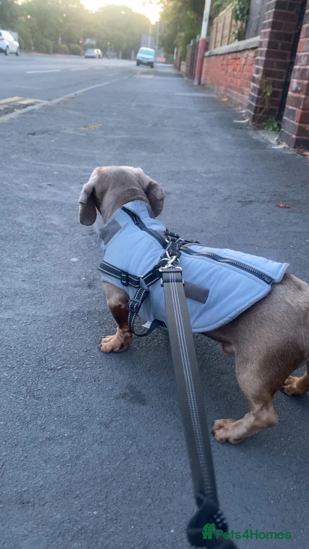 Dachshund dogs for sale: Male & female  - Advert 1