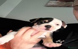 Mixed Breed dogs for sale: 5 week old staffie pups for sale - Image 17
