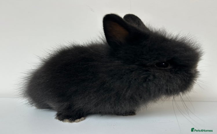 Lionhead rabbits - Advert 3