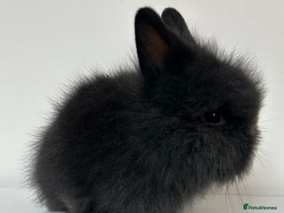 Lionhead rabbits - Advert 1