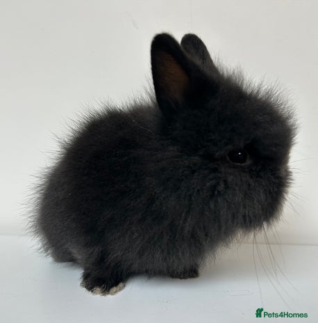 Lionhead rabbits - Advert 1