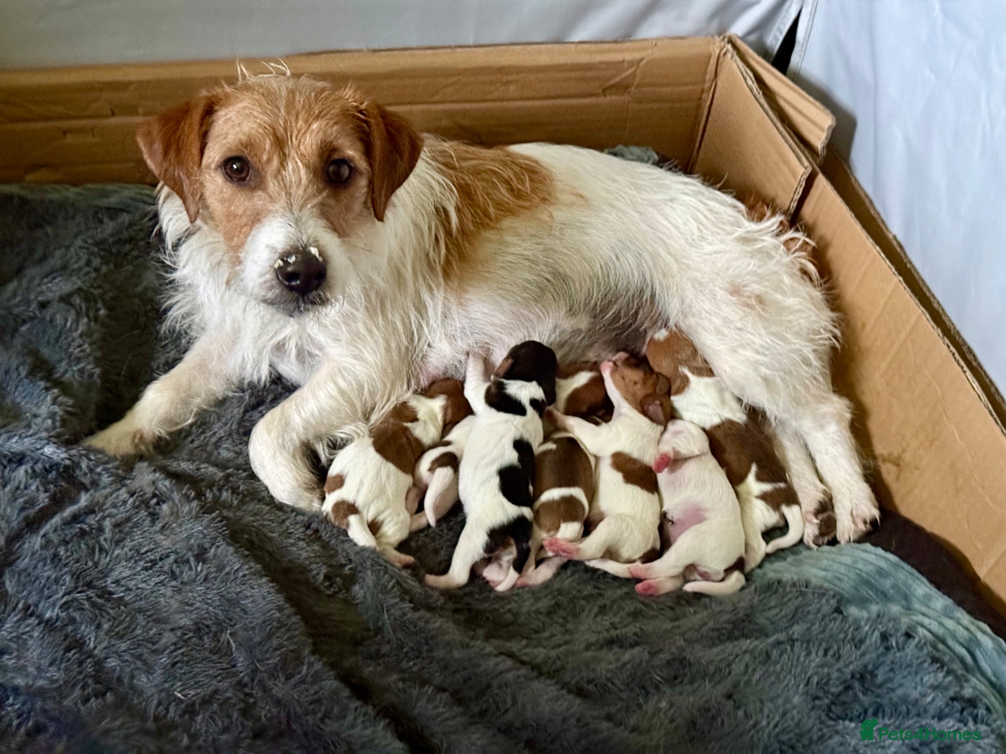 Jack Russell dogs Beautiful family reared Jack Russell puppies for - Advert 16
