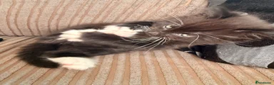 Mixed Breed Kitten 2