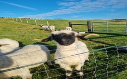 Sheep livestock for sale: Valais blacknose ewes - Advert 2