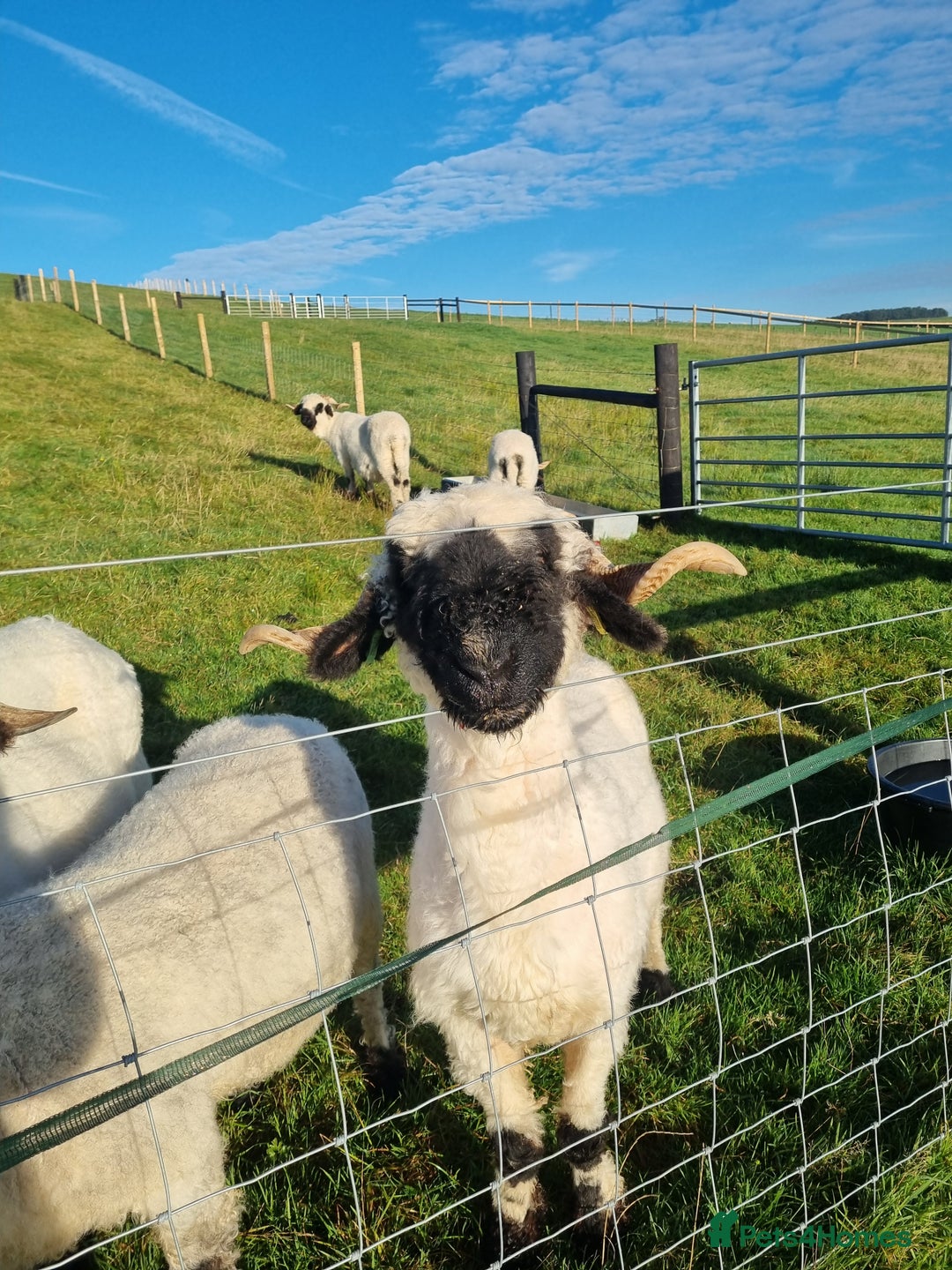 Sheep livestock for sale: Valais blacknose ewes - Advert 2