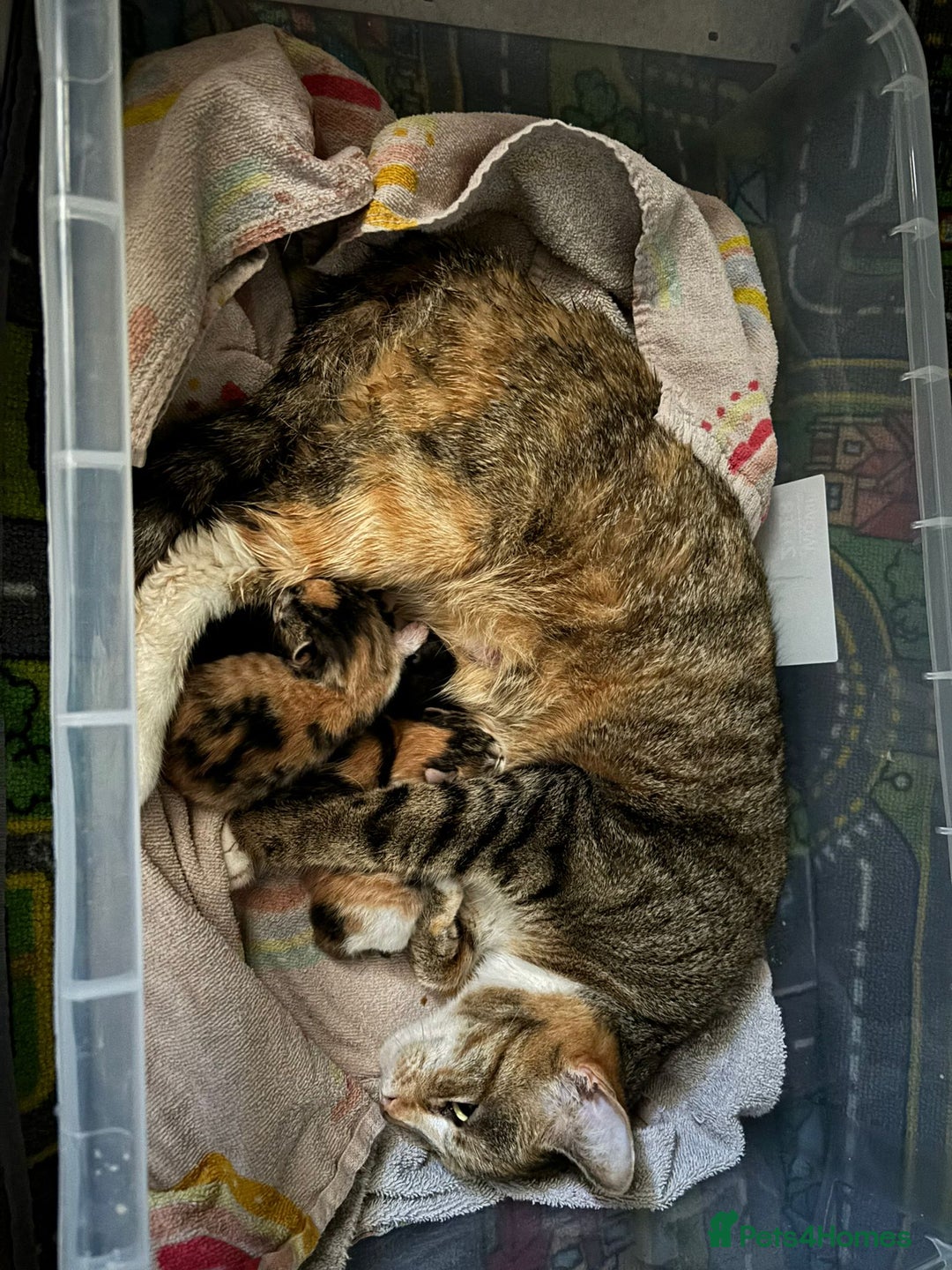 Mixed Breed cats for sale: Kittens - Advert 6