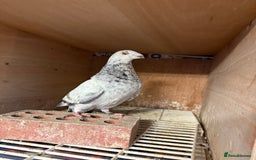 Pigeons birds for sale: Pouter pigeons for sell  - Image 6