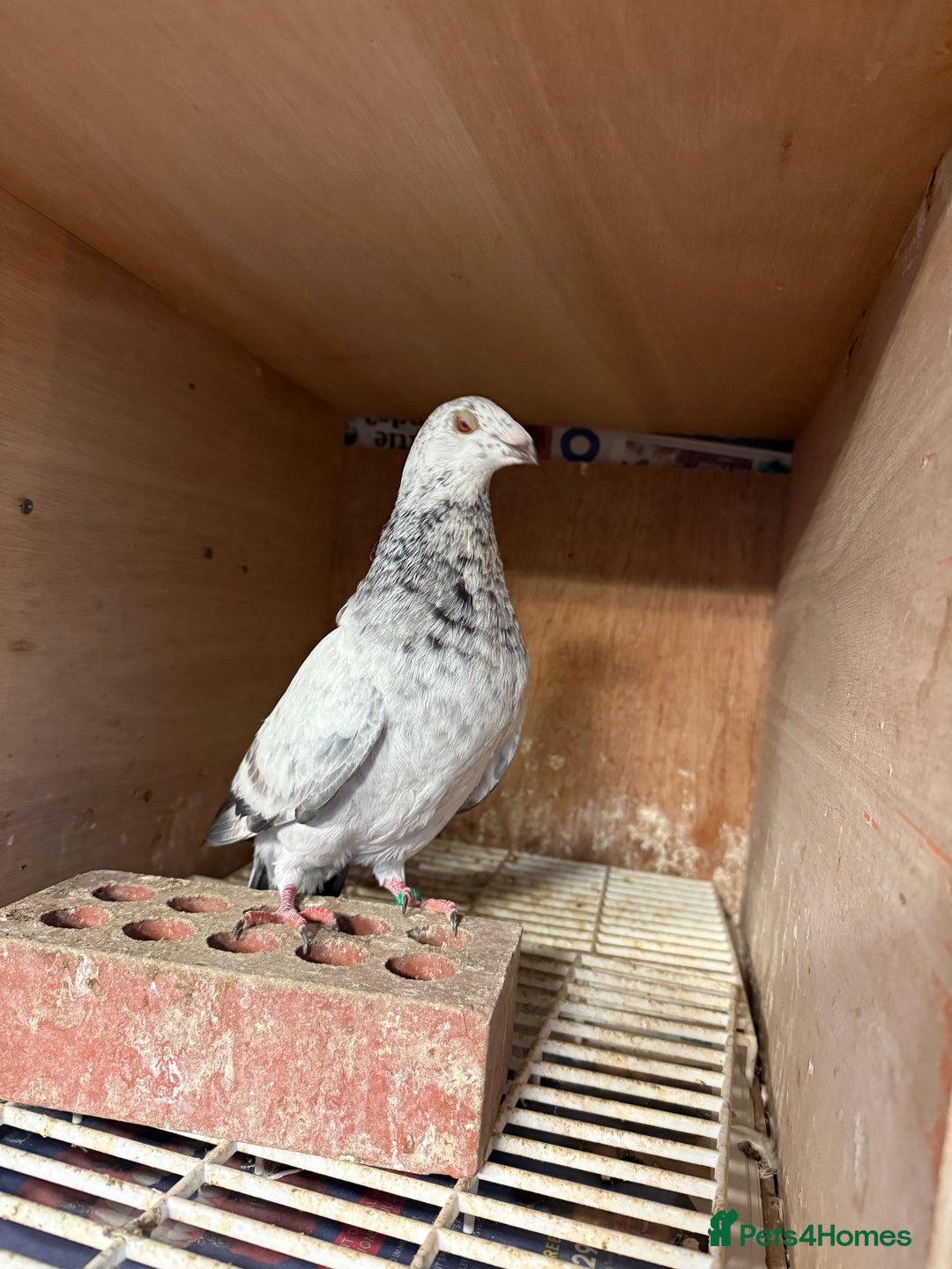 Pigeons birds for sale: Pouter pigeons for sell  - Image 6
