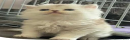 British Shorthair cats for sale: British shorthair X Scottish X ragdoll mix - Advert 20